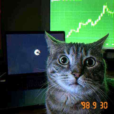 the cat at a laptop that is still loading while the chart goes up